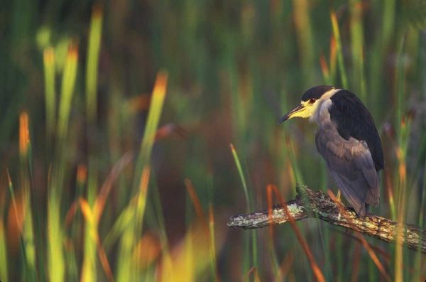 FL, Everglades NP Black-crowned night heron